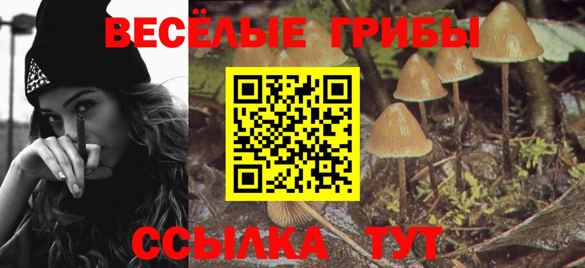 Псилоцибиновые грибы Cubensis  Вход с VPN  Мурино 