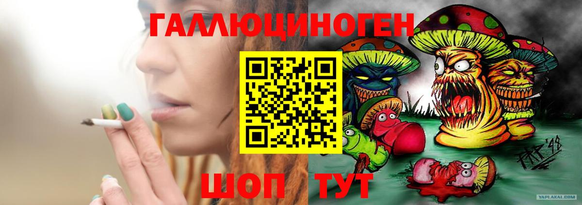 Галлюциногенные грибы Psilocybe Мурино